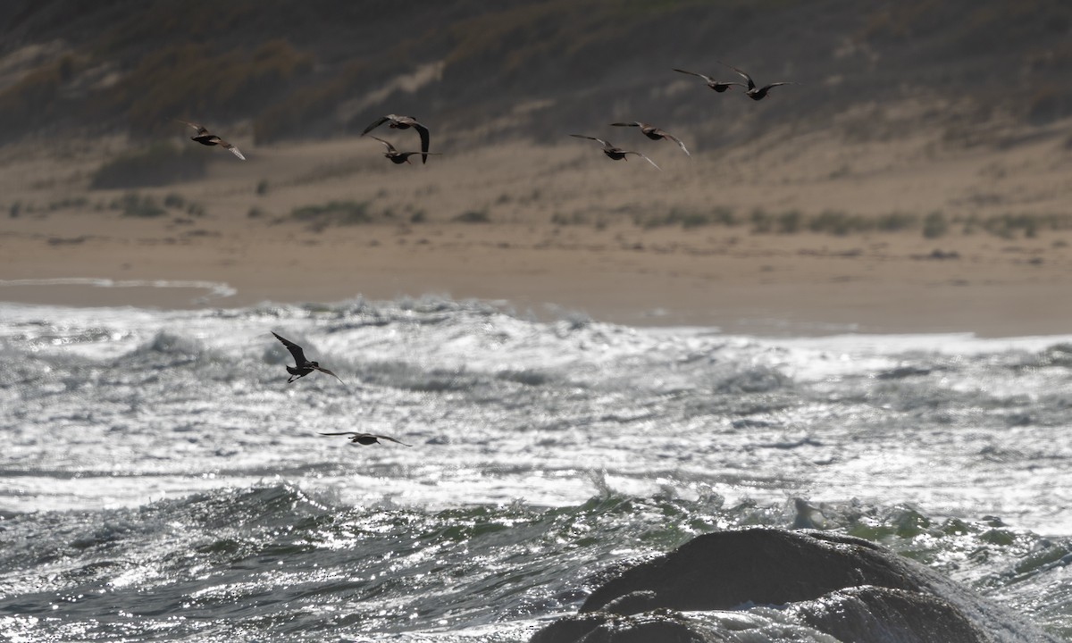 Sooty Oystercatcher - ML364701511