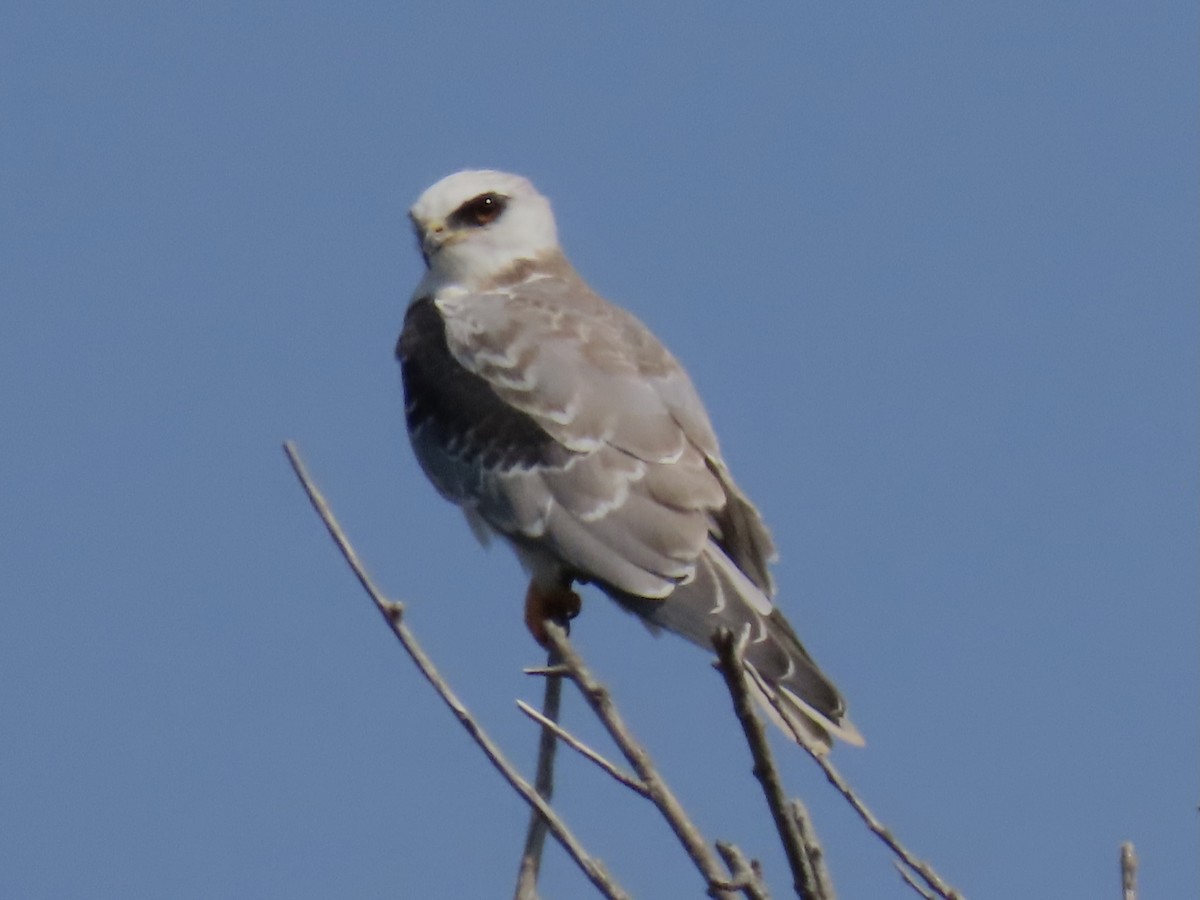 White-tailed Kite - ML364701891