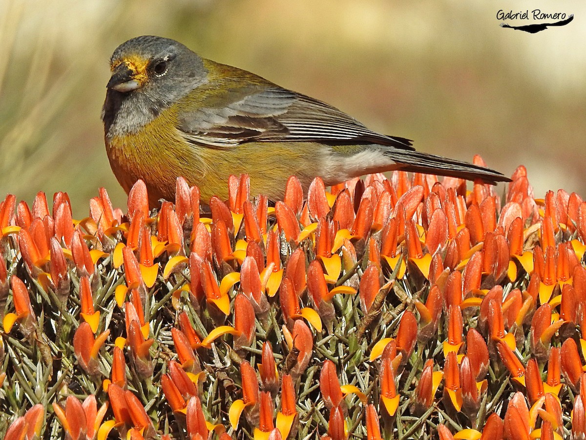 Gray-hooded Sierra Finch - ML364702791