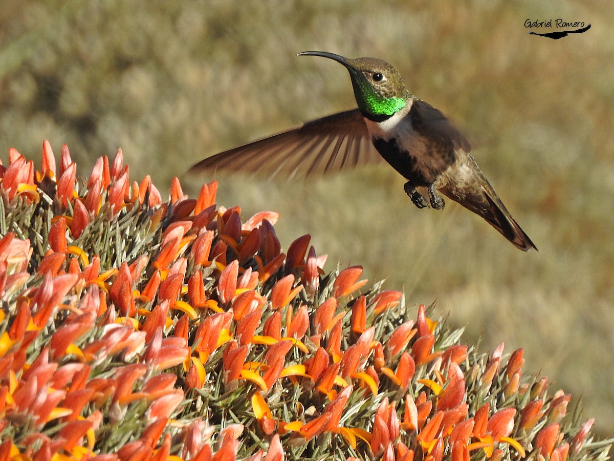 White-sided Hillstar - ML364702871