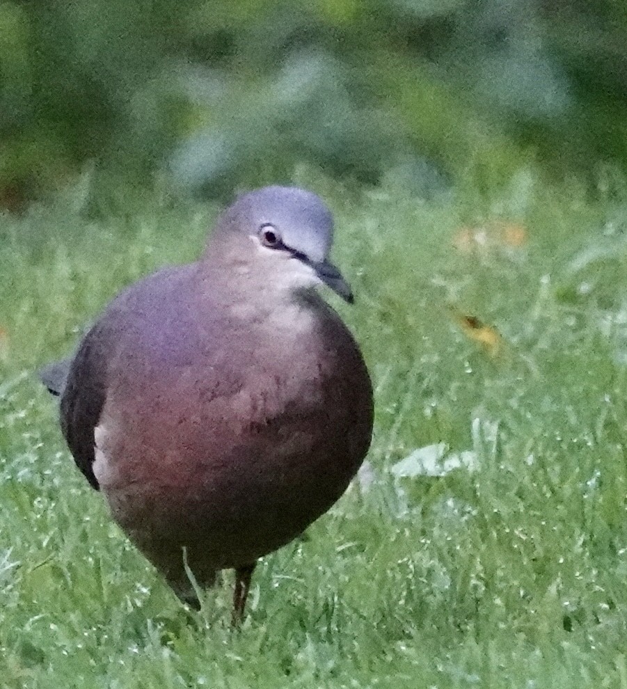 Tolima Dove - ML364703431