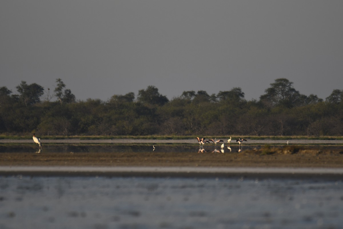 Jabiru - ML364704291