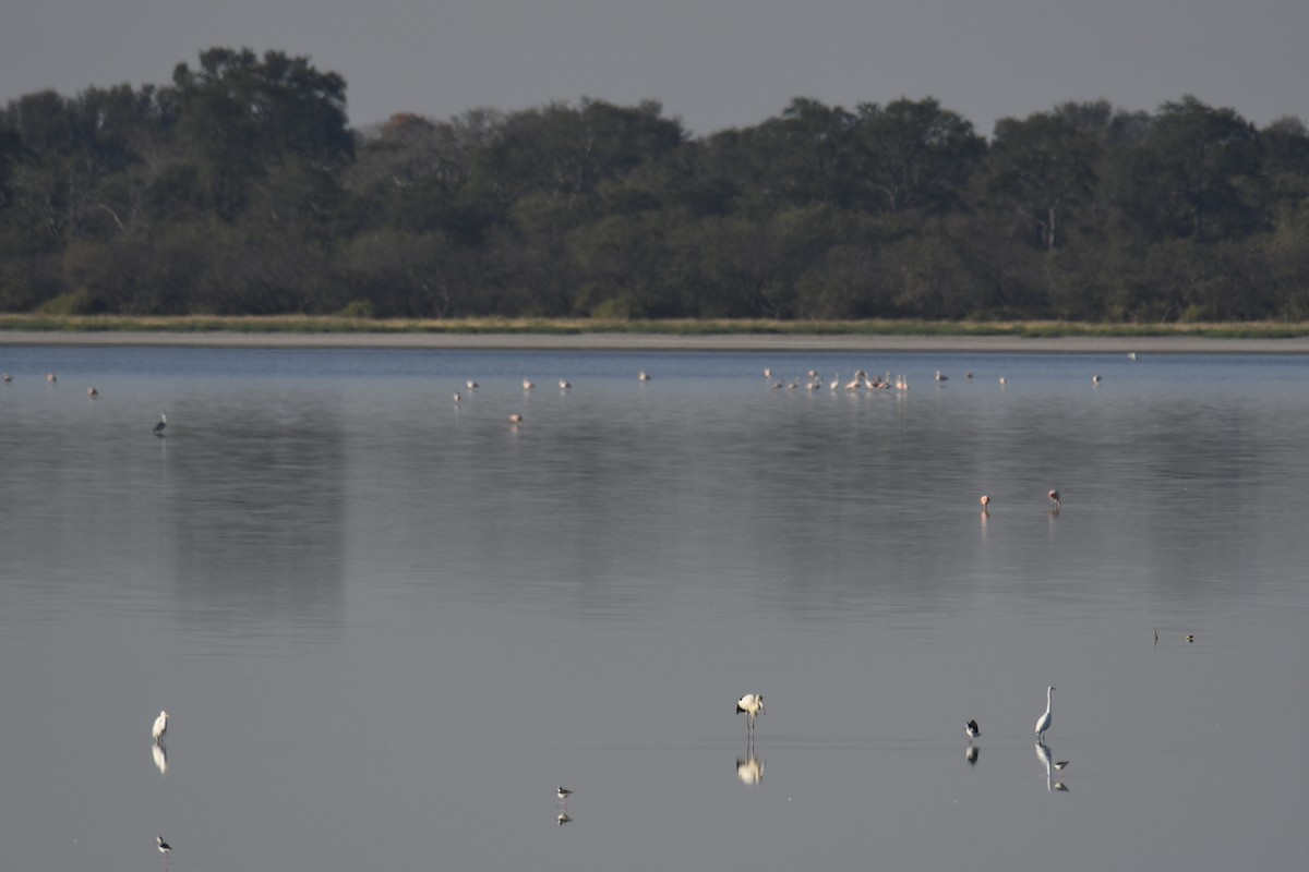 Great Egret - ML364704771