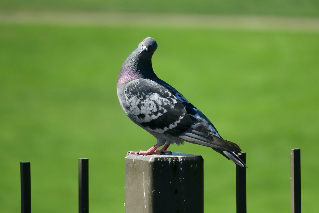 Rock Pigeon (Feral Pigeon) - ML364704781