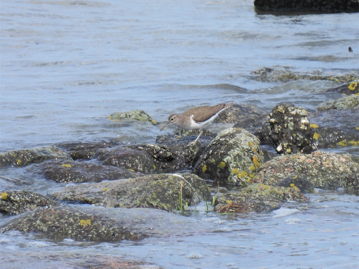 Common Sandpiper - ML364705101