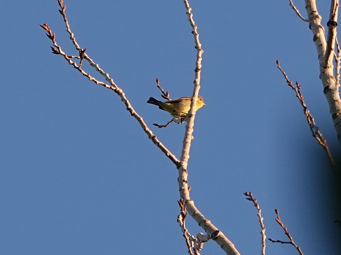 Yellow-bellied Flycatcher - ML364706041