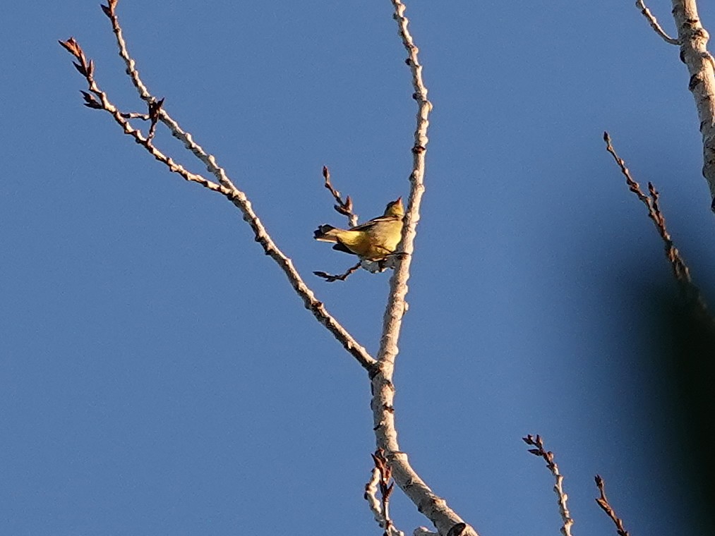Yellow-bellied Flycatcher - ML364706121