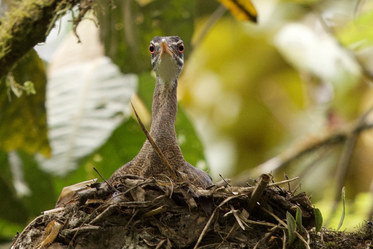 Sunbittern - ML364706321