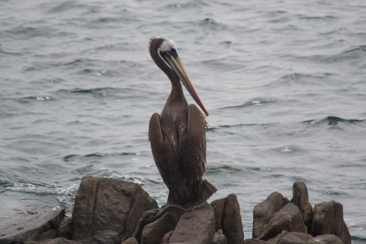 pelikán chilský - ML364706381