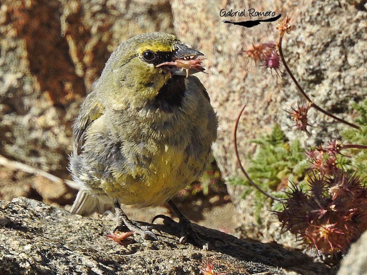 Yellow-bridled Finch - ML364707001