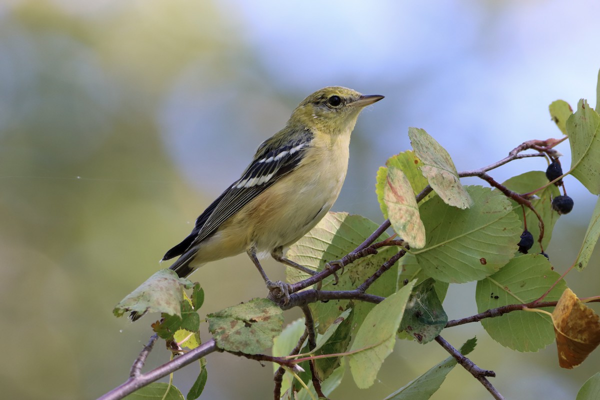 Bay-breasted Warbler - ML364707251