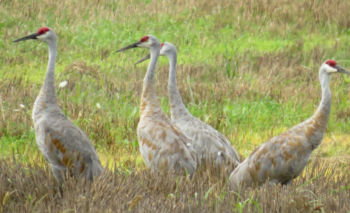 Sandhill Crane - Andrea Heine