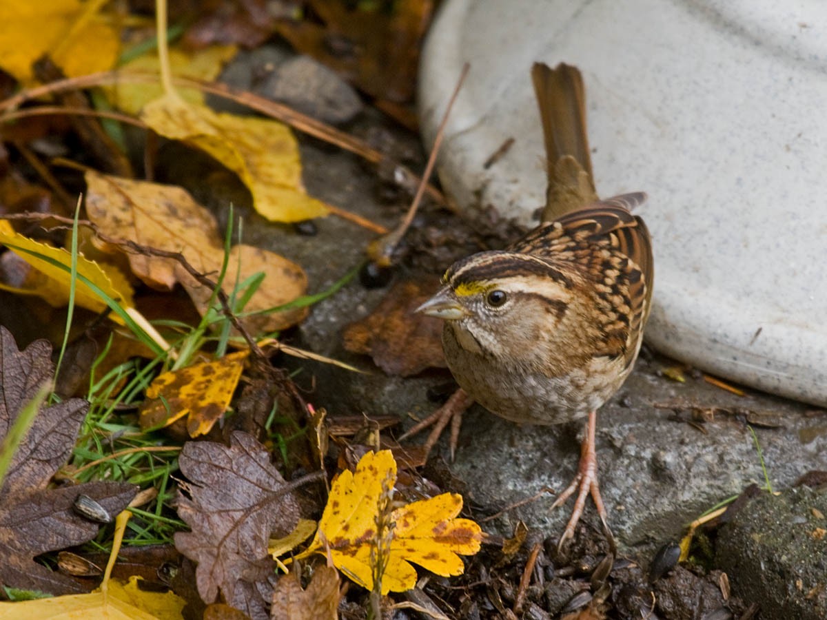 White-throated Sparrow - ML36470881