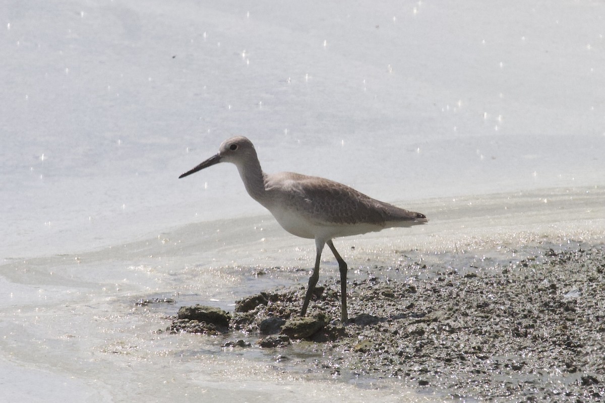 Willet (Western) - ML364710711