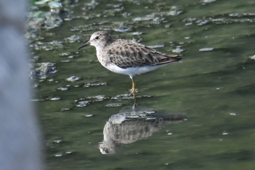 Least Sandpiper - ML364711991