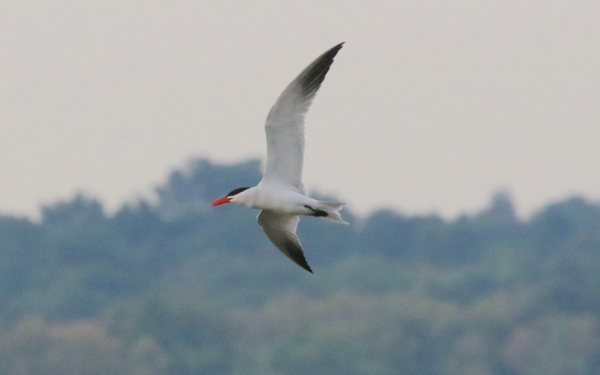 Caspian Tern - Brian Tychie