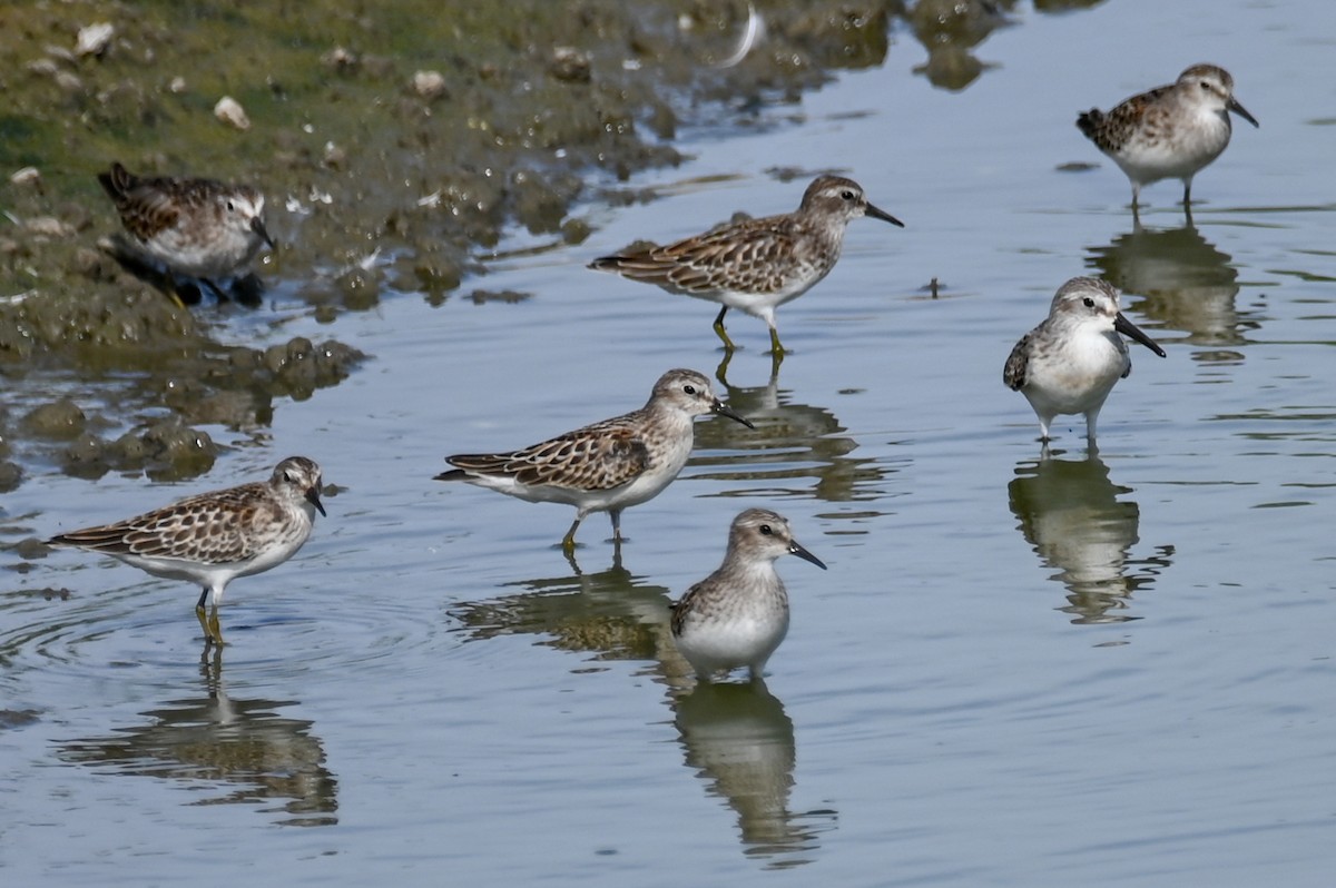 Least Sandpiper - ML364712131