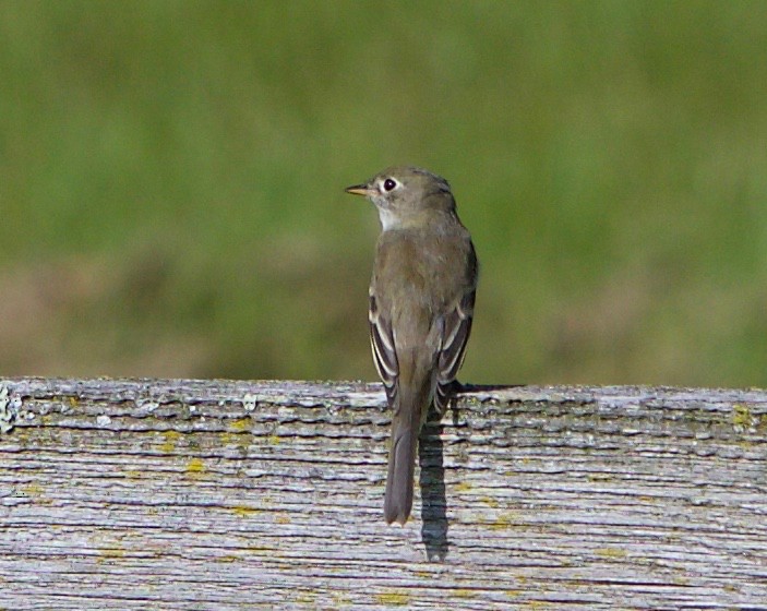 Least Flycatcher - ML364712841