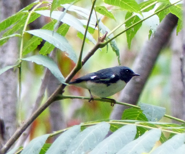 Black-throated Blue Warbler - ML364713121