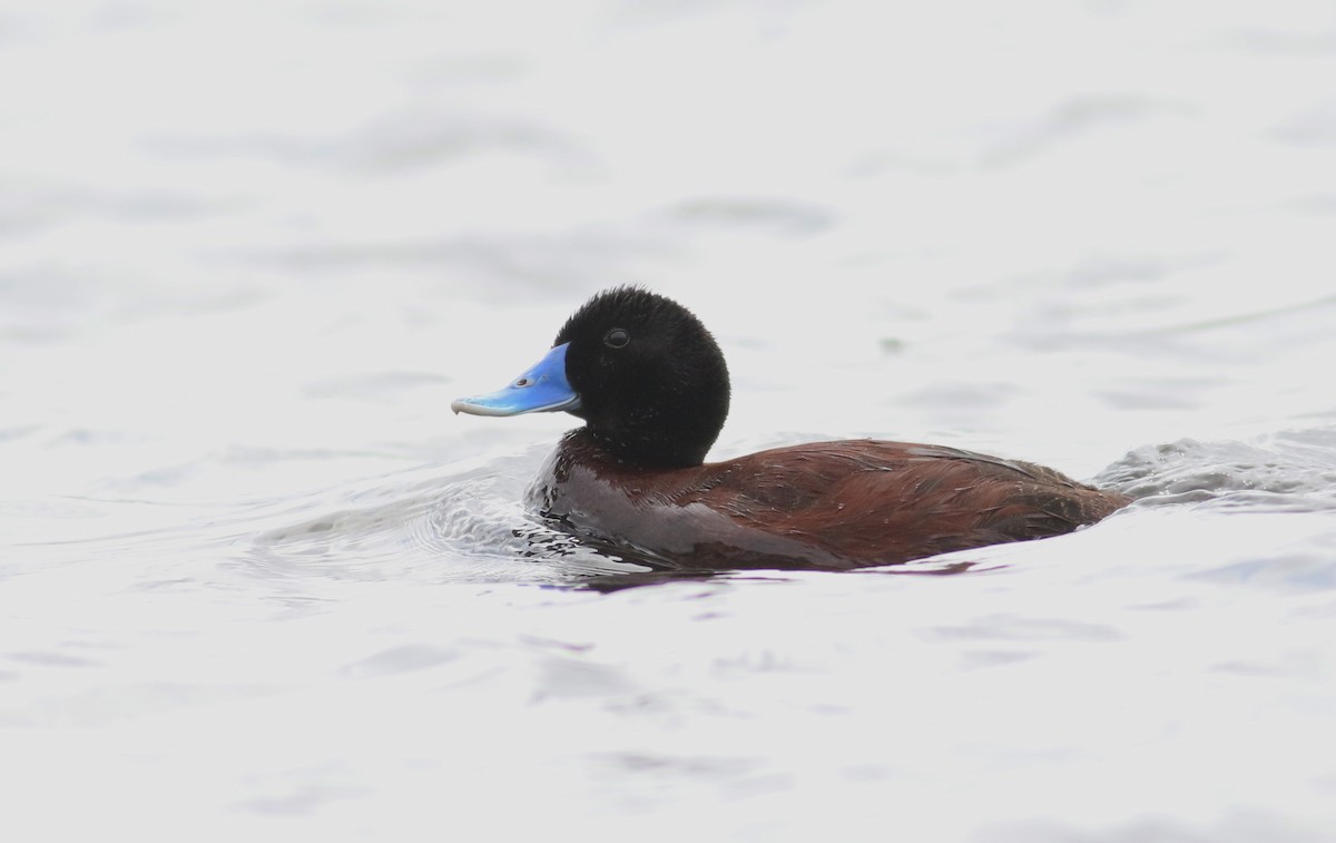 Blue-billed Duck - ML36471441