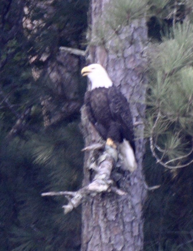 Bald Eagle - ML364715801