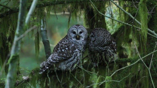 Barred Owl - ML364717211