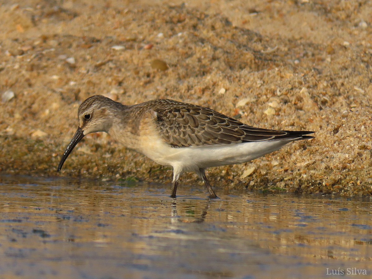 Curlew Sandpiper - ML364718061