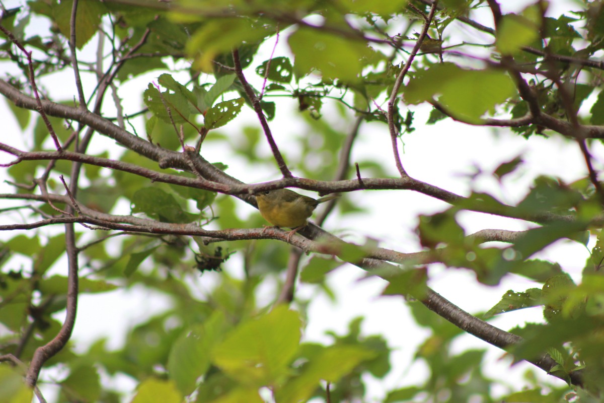 Mourning Warbler - ML364718271