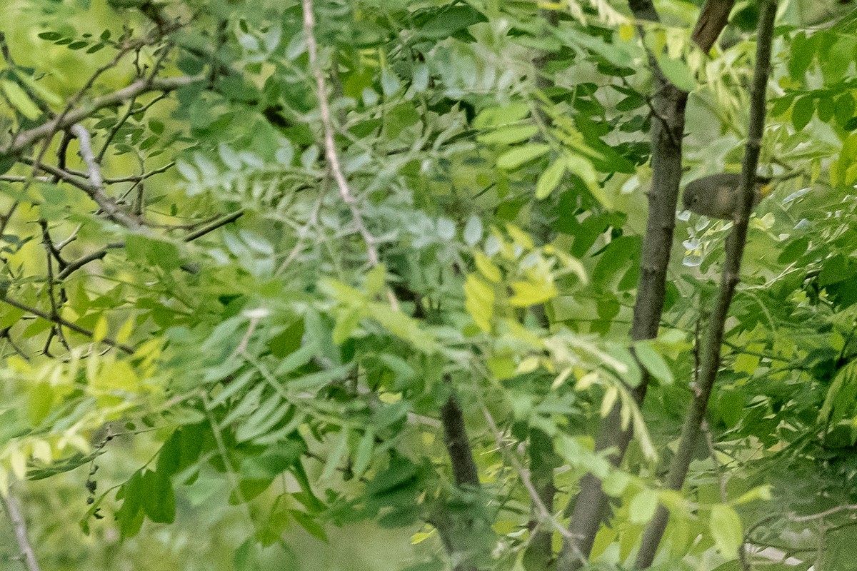 Virginia's Warbler - James McNamara