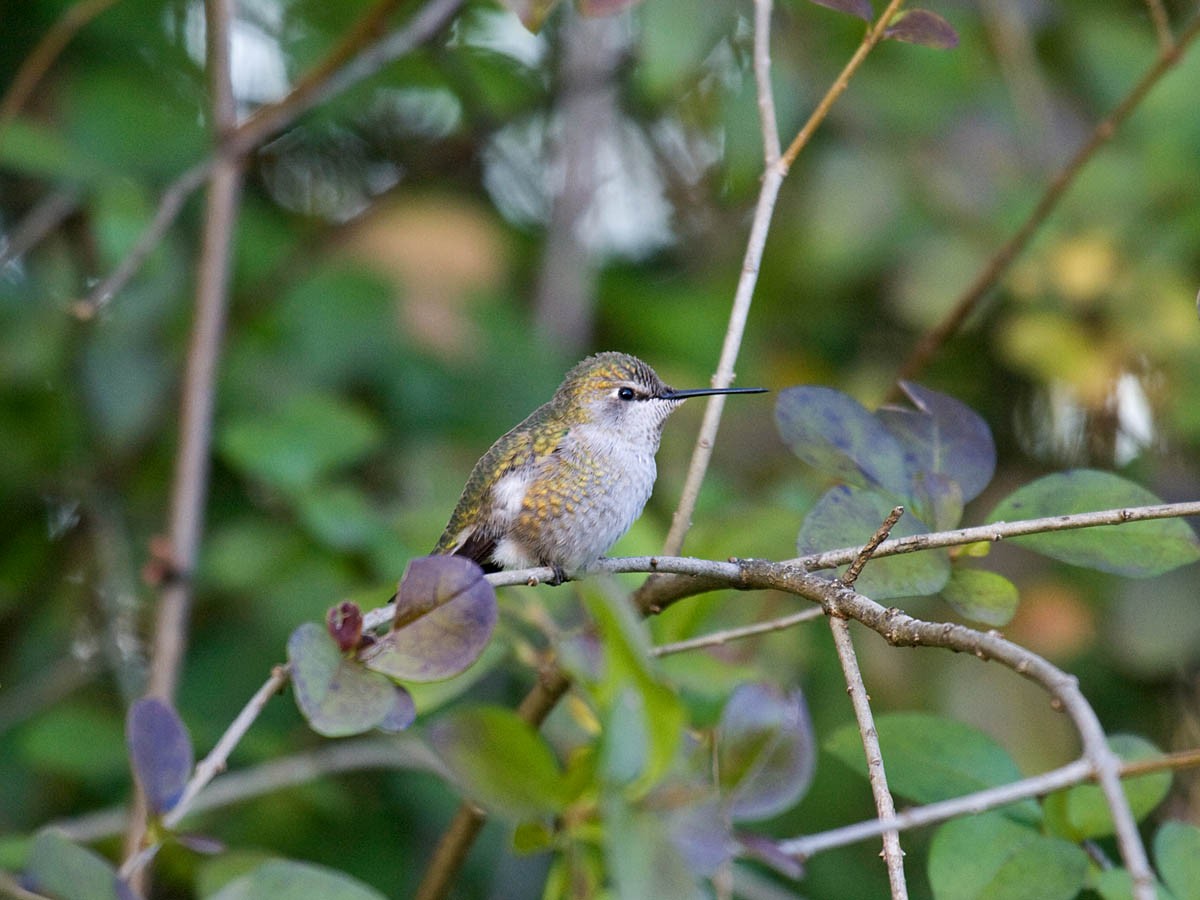 Colibrí de Anna - ML36471981