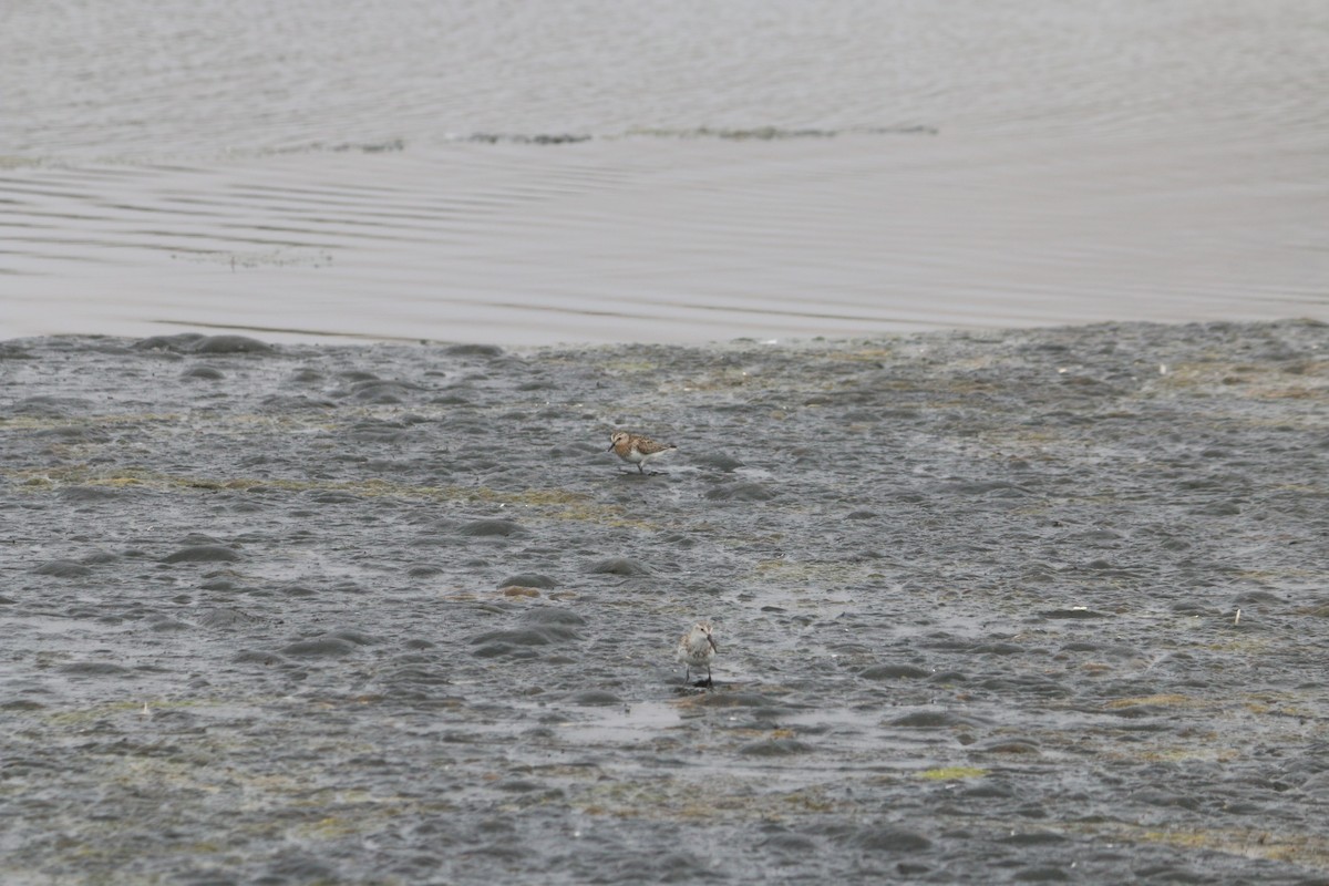 Red-necked Stint - ML364720061