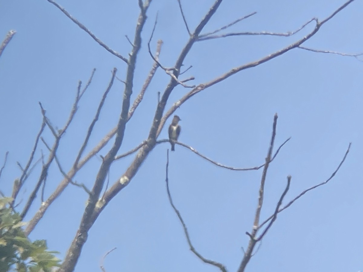 Olive-sided Flycatcher - ML364720641