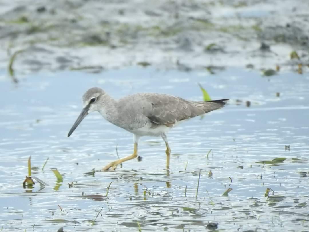 Grauschwanz-Wasserläufer - ML364720801