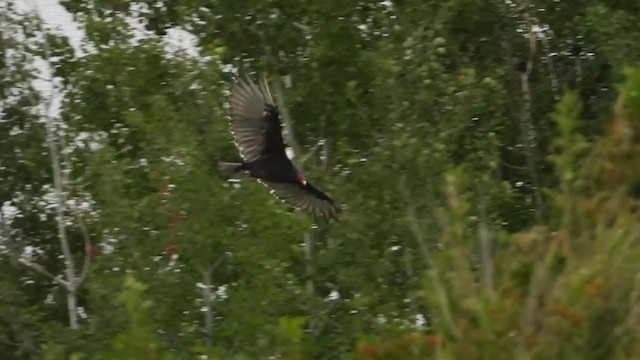 Turkey Vulture - ML364721271