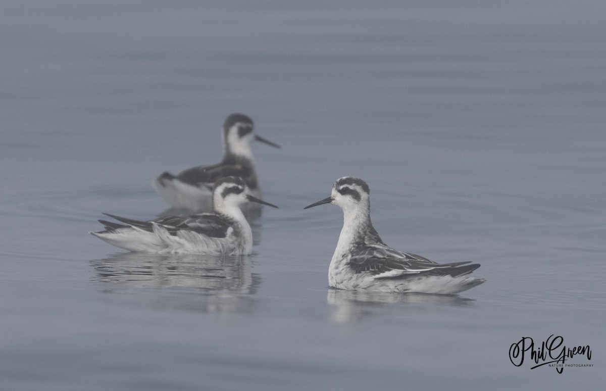 Red-necked Phalarope - ML364724521