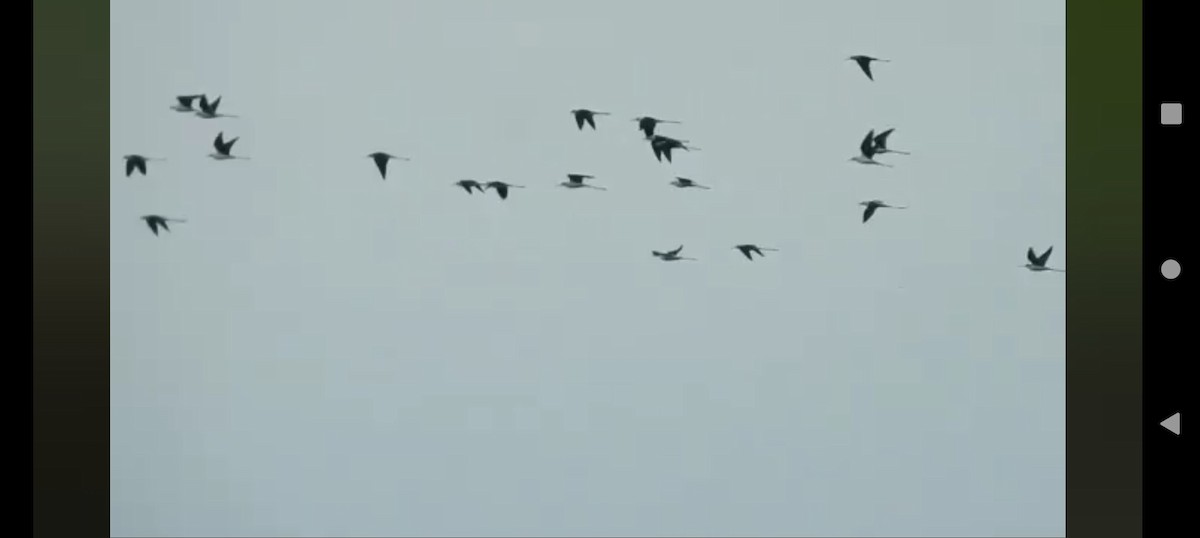 Black-winged Stilt - ML364724561