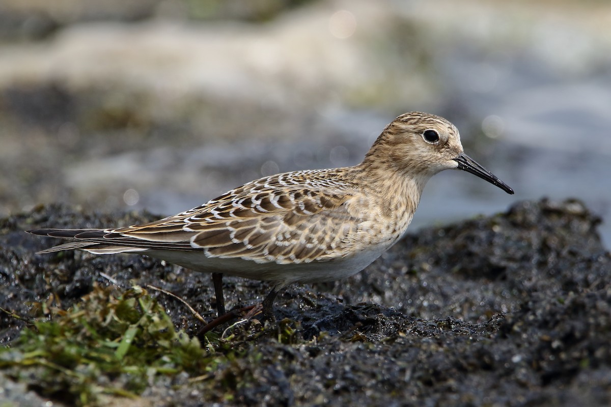 Baird's Sandpiper - ML364724781