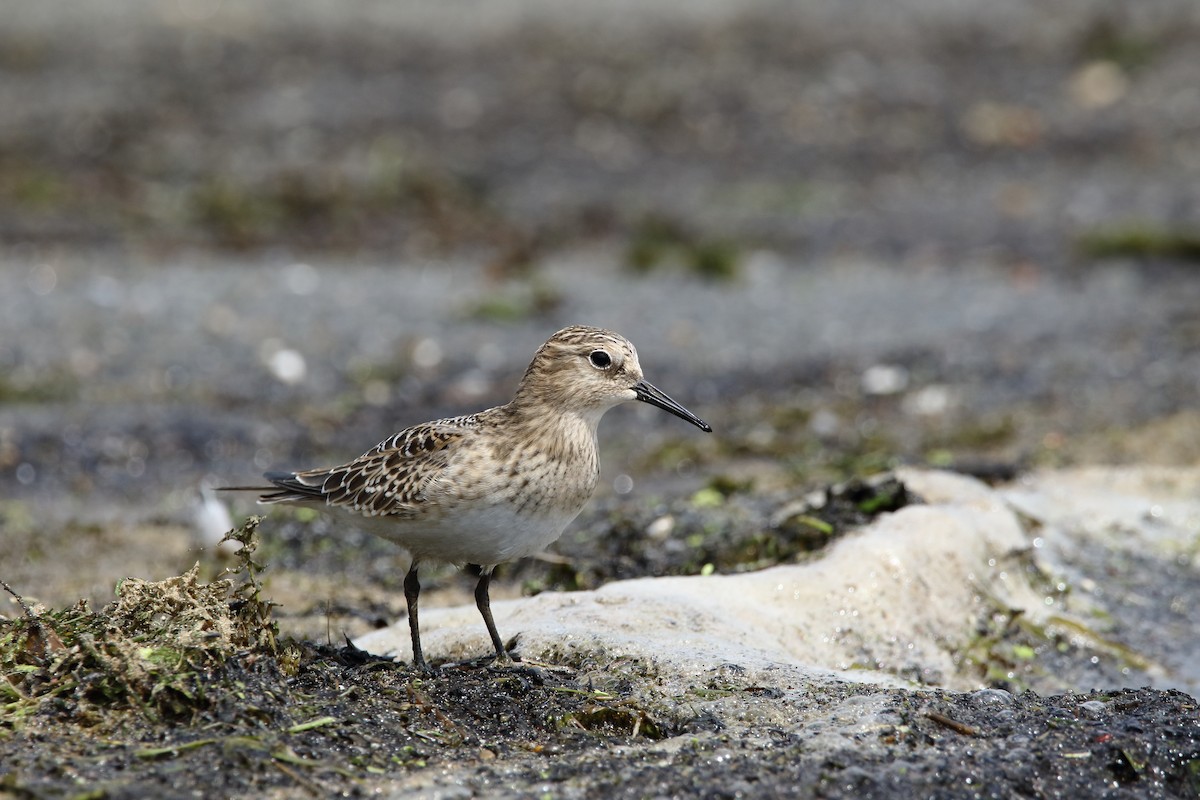 חופית בירד - ML364724801