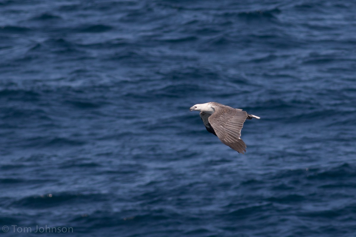 White-bellied Sea-Eagle - ML36472561