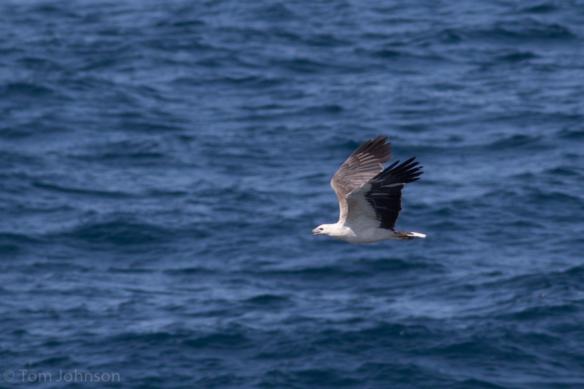 White-bellied Sea-Eagle - ML36472581