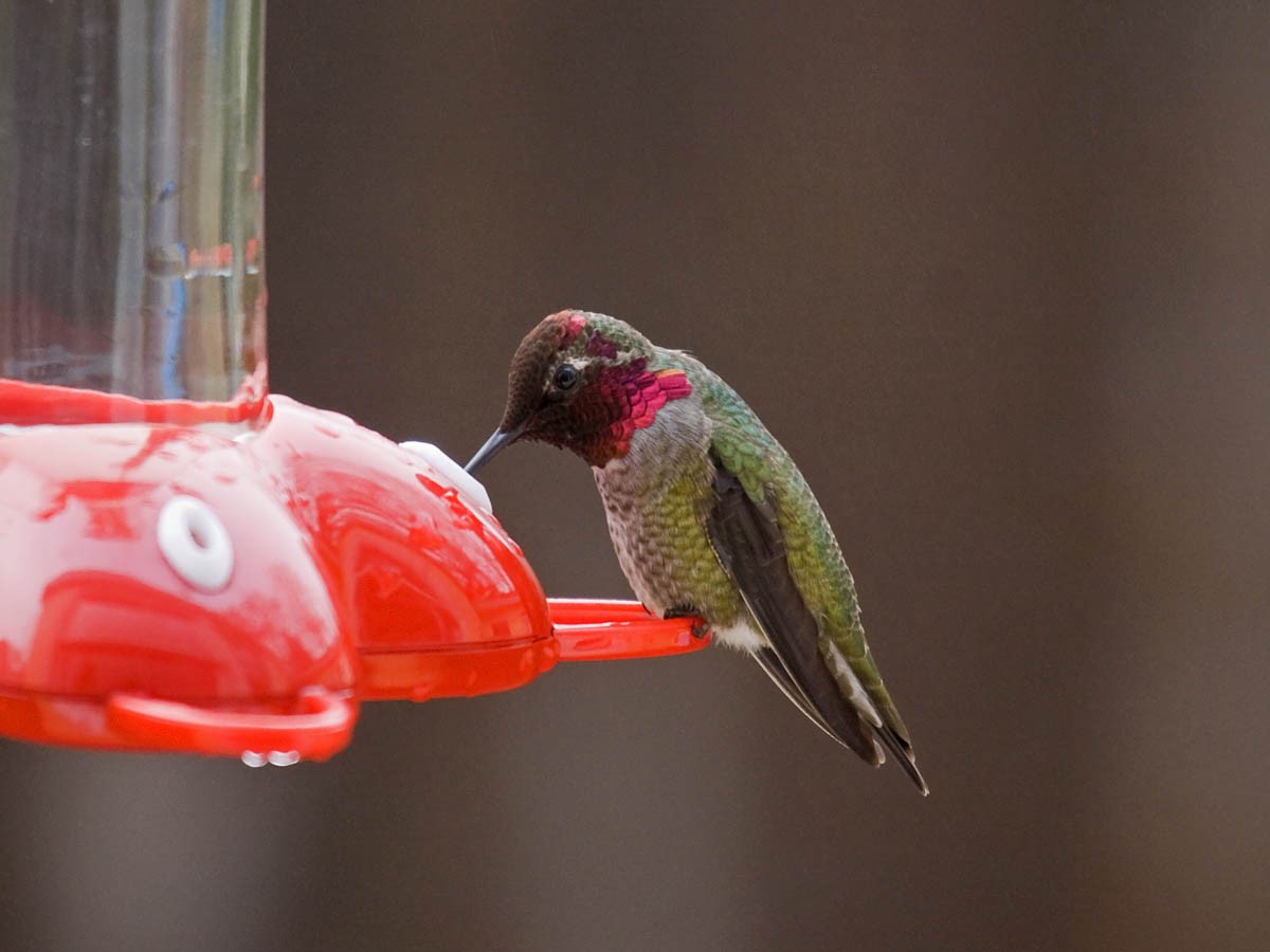 Colibrí de Anna - ML36472871