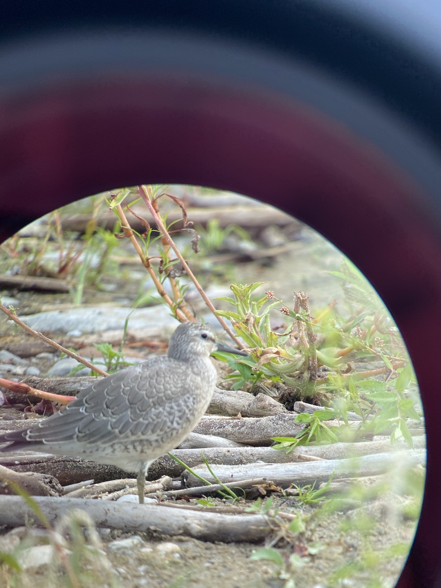 Red Knot - ML364728881