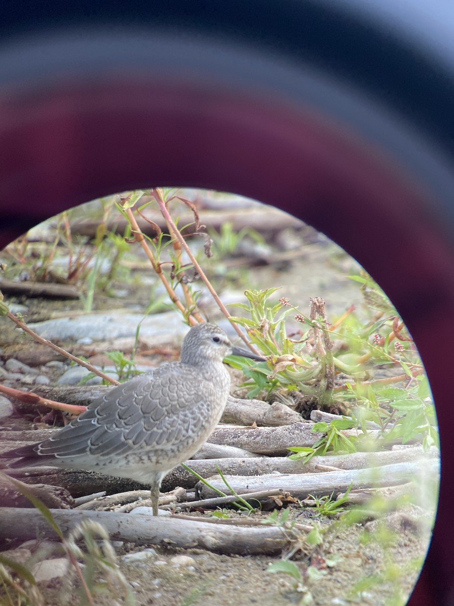 Red Knot - ML364728891