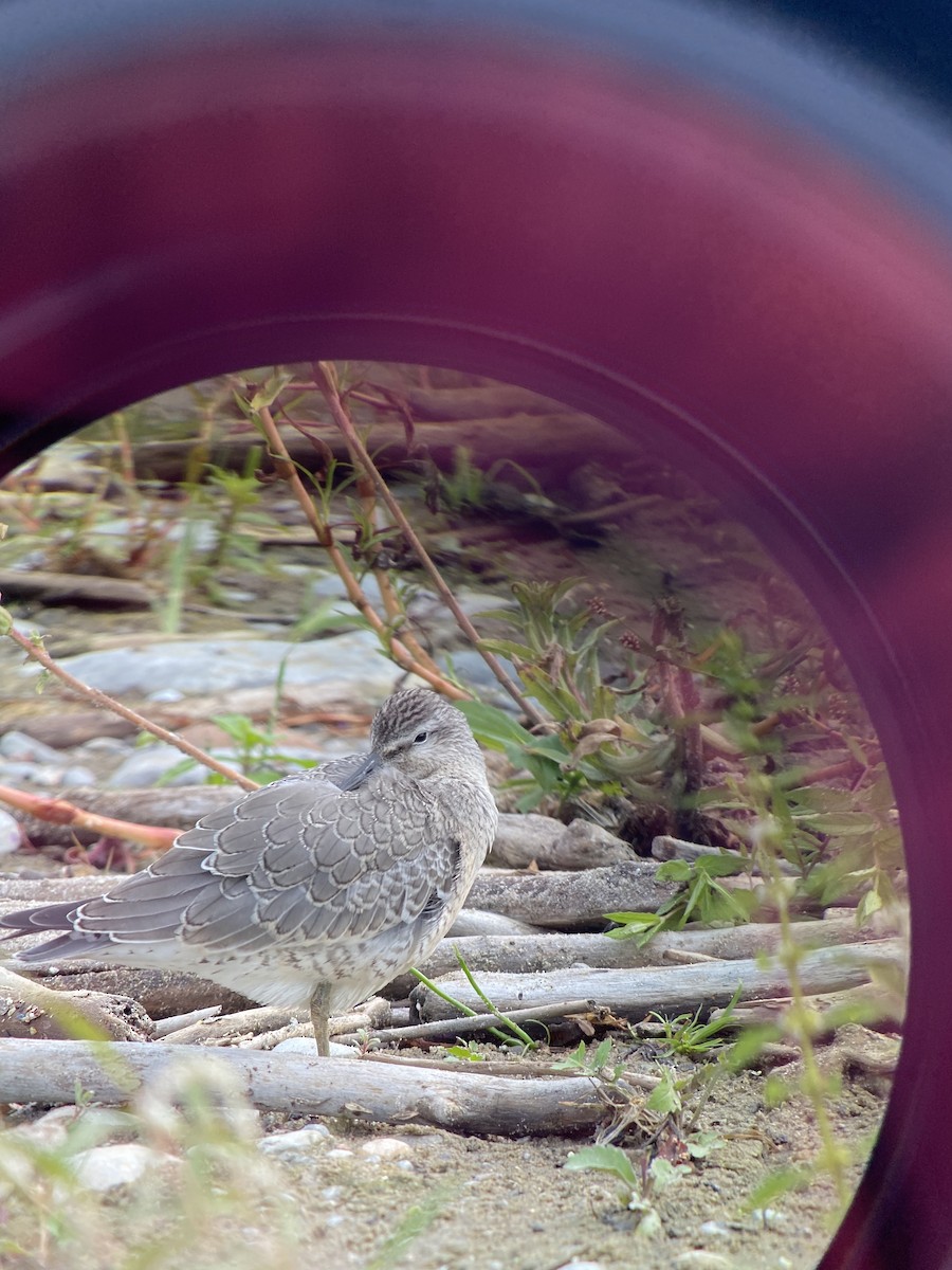 Red Knot - ML364728931