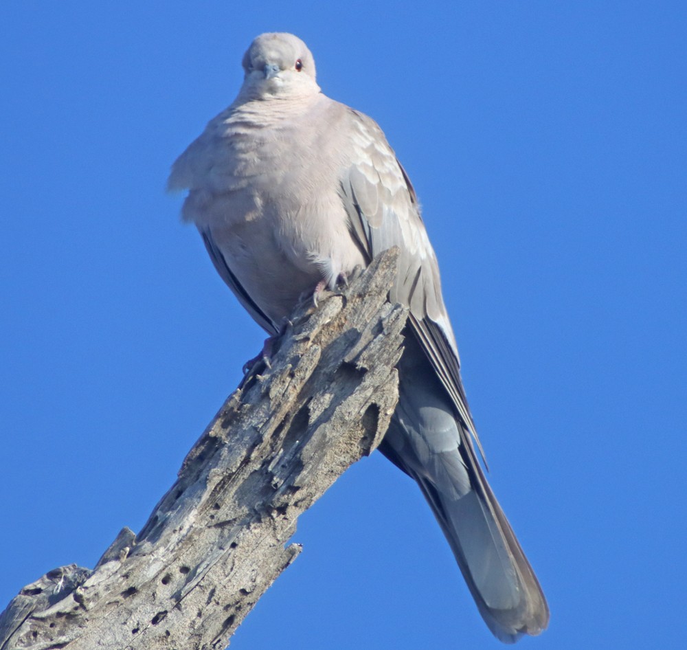 Eurasian Collared-Dove - ML364729001
