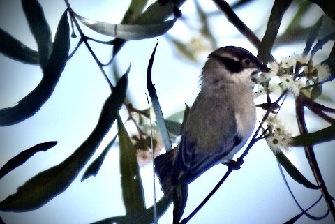 Brown-headed Honeyeater - ML364730161