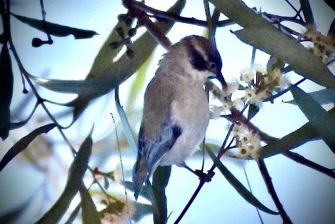 Brown-headed Honeyeater - ML364730171