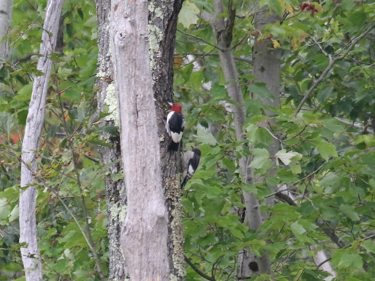 Pic à tête rouge - ML364730281