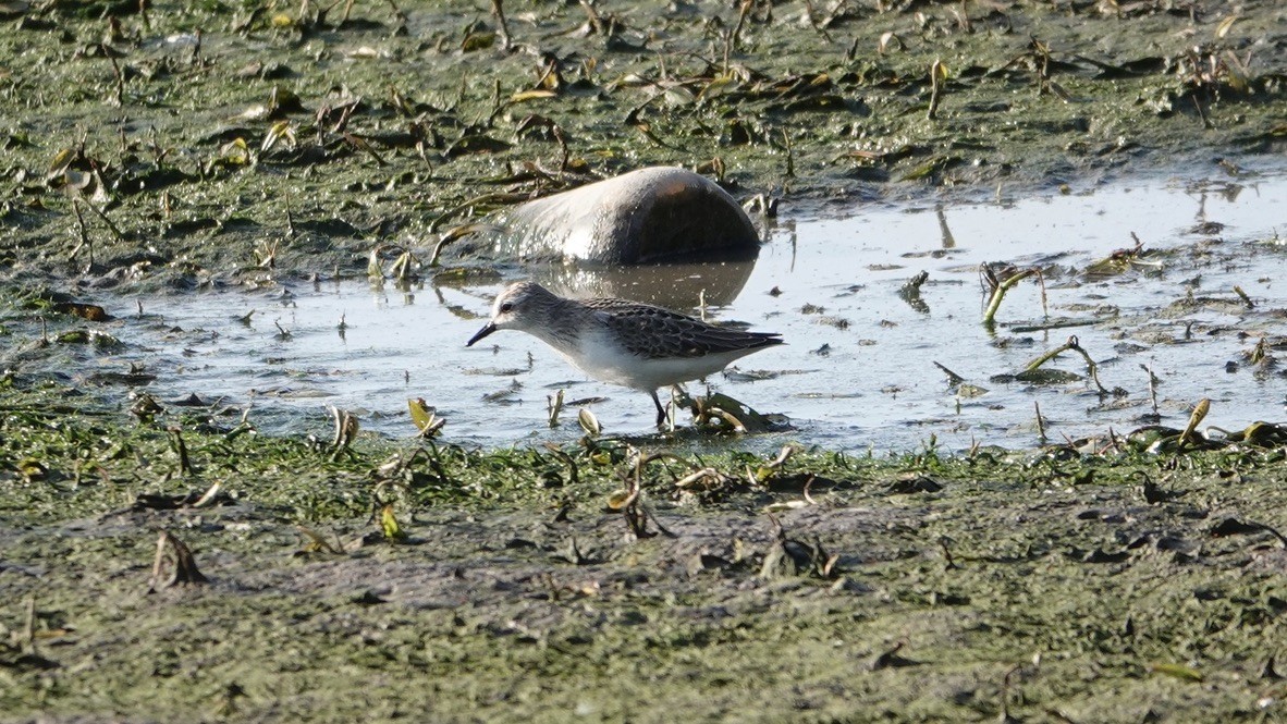 Semipalmated Sandpiper - ML364734101