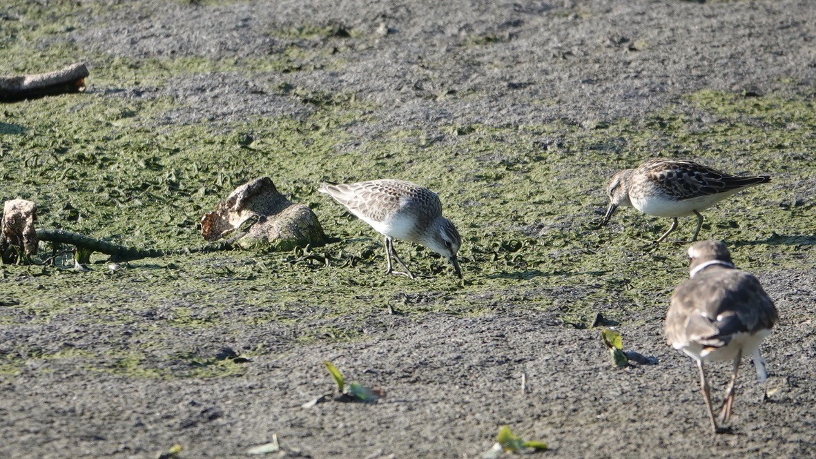 Semipalmated Sandpiper - ML364734111